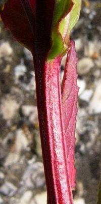 Epilobium tetragonum