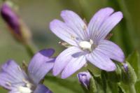 Epilobium tetragonum