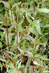 Epilobium tetragonum