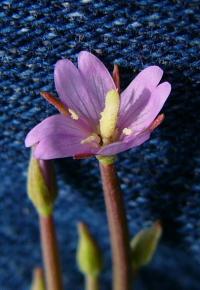 Epilobium tetragonum