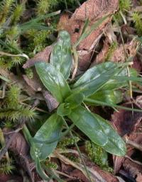 Epilobium obscurum