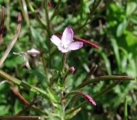 Epilobium obscurum