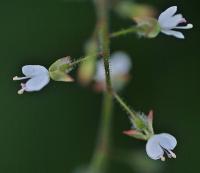 Circaea lutetiana subsp. lutetiana