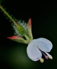 Circaea lutetiana subsp. lutetiana