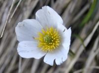 Ranunculus pyrenaeus