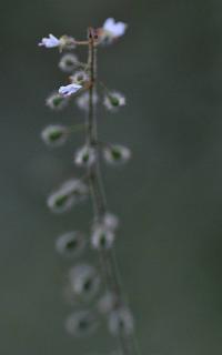 Circaea lutetiana subsp. lutetiana