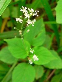 Circaea alpina subsp. alpina