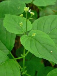 Circaea alpina subsp. alpina