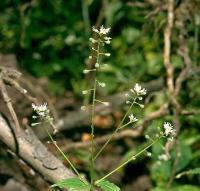 Circaea alpina subsp. alpina