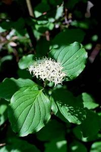 Cornus sanguinea subp. sanguinea