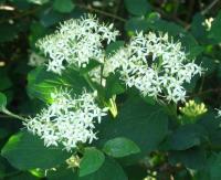 Cornus sanguinea subp. sanguinea