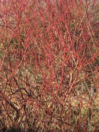 Cornus sanguinea subp. sanguinea