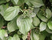 Cornus sanguinea subp. sanguinea