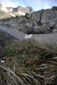 Ranunculus pyrenaeus