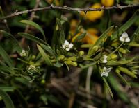 Thesium alpinum