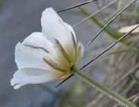 Ranunculus pyrenaeus