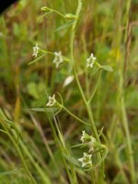 Thesium humifusum 