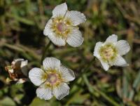 Parnassia palustris subsp. palustris