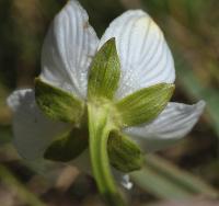 Parnassia palustris subsp. palustris