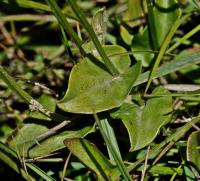 Parnassia palustris subsp. palustris