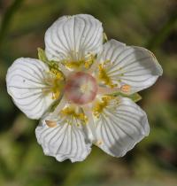 Parnassia palustris subsp. palustris