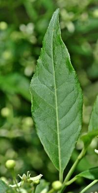 Euonymus europaeus