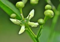 Euonymus europaeus