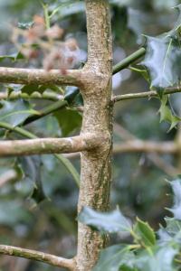 Ilex aquifolium