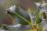 Ilex aquifolium