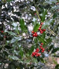 Ilex aquifolium