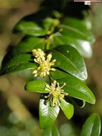 Buxus sempervirens