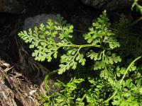 Cryptogramma crispa