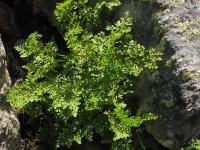 Cryptogramma crispa