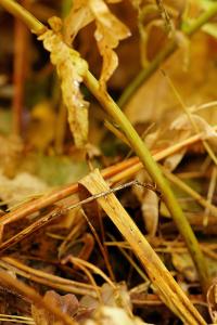 Osmunda regalis