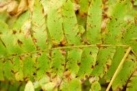 Osmunda regalis