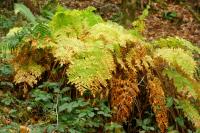 Osmunda regalis