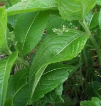 Mercurialis perennis