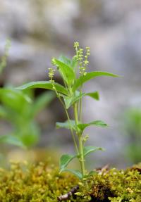 Mercurialis annua