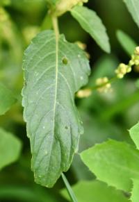 Mercurialis annua