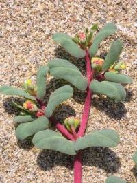 Euphorbia peplis