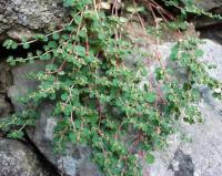 Euphorbia chamaesyce