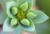 Euphorbia paralias Euphorbia paralias