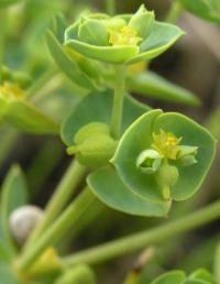 euphorbia portlandica