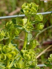 euphorbia portlandica euphorbia portlandica