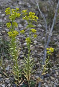 Euphorbia segetalis