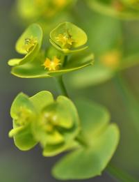 Euphorbia segetalis