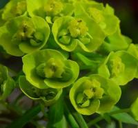 Euphorbia cyparissias