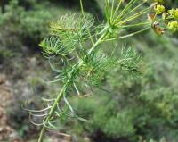 Euphorbia cyparissias