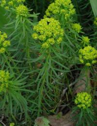 Euphorbia cyparissias