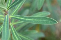 Euphorbia characias subsp. characias